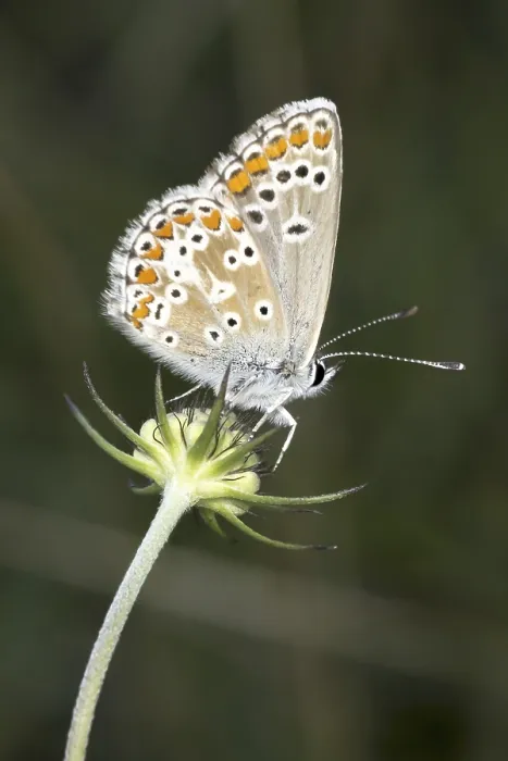Framed Print : Polyommatus icarus Print - Crested Blue Butterfly Framed Print : Polyommatus icarus Print - Crested Blue Butterfly