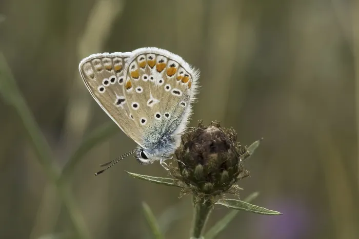 Framed Print : Polyommatus icarus Print - Crested Blue Butterfly Framed Print : Polyommatus icarus Print - Crested Blue Butterfly