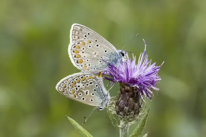 Framed Print : Polyommatus icarus Print - Crested Blue Butterfly from Germany Framed Print : Polyommatus icarus Print - Crested Blue Butterfly from Germany