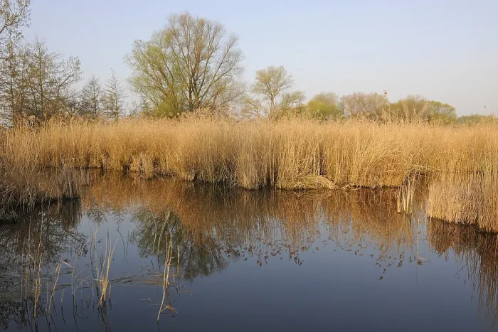 Framed Print : Pond Landscape Print, Thuringia, Germany Framed Print : Pond Landscape Print, Thuringia, Germany