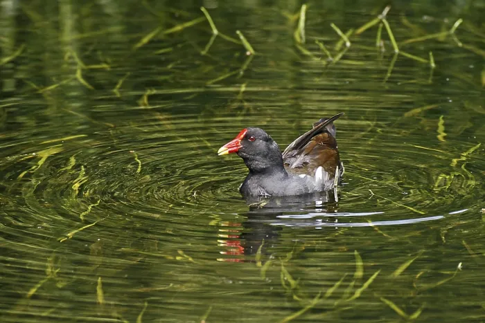 Framed Print : Pondgrouse Print from imageBROKER Framed Print : Pondgrouse Print from imageBROKER