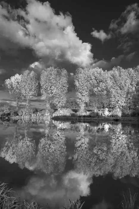 Framed Print : Poplars Reflected in a Pond Print, Beerbach, Germany Framed Print : Poplars Reflected in a Pond Print, Beerbach, Germany