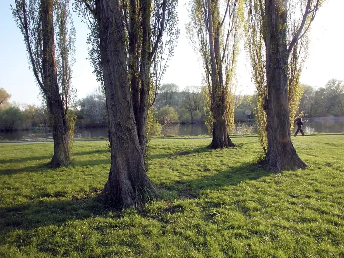Framed Print : Four Poplars Trunks on a Meadow Print Framed Print : Four Poplars Trunks on a Meadow Print