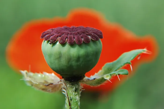 Framed Print : Poppy Print by imageBROKER Framed Print : Poppy Print by imageBROKER