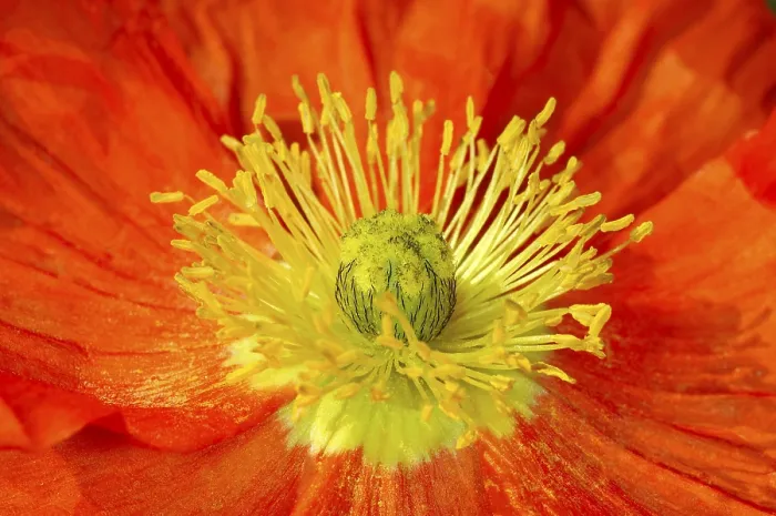 Framed Print : Poppy Print by imageBROKER Framed Print : Poppy Print by imageBROKER