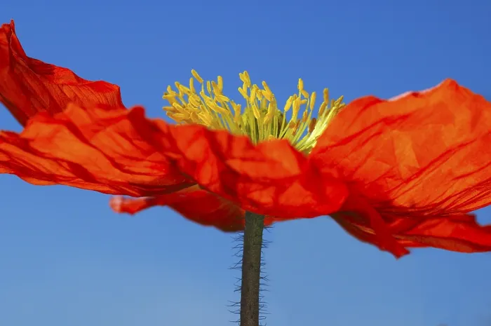 Framed Print : Poppy Print by imageBROKER Framed Print : Poppy Print by imageBROKER