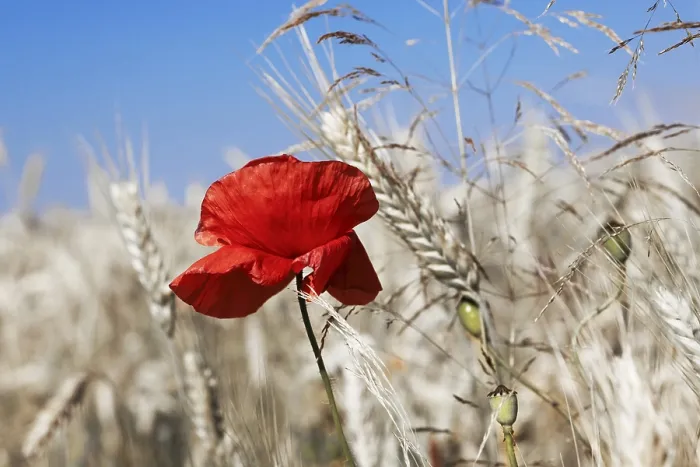 Framed Print : Poppy in the Corn Print