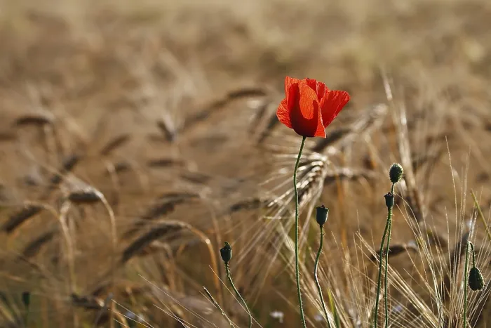 Framed Print : A Poppy in a Cornfield Print Framed Print : A Poppy in a Cornfield Print