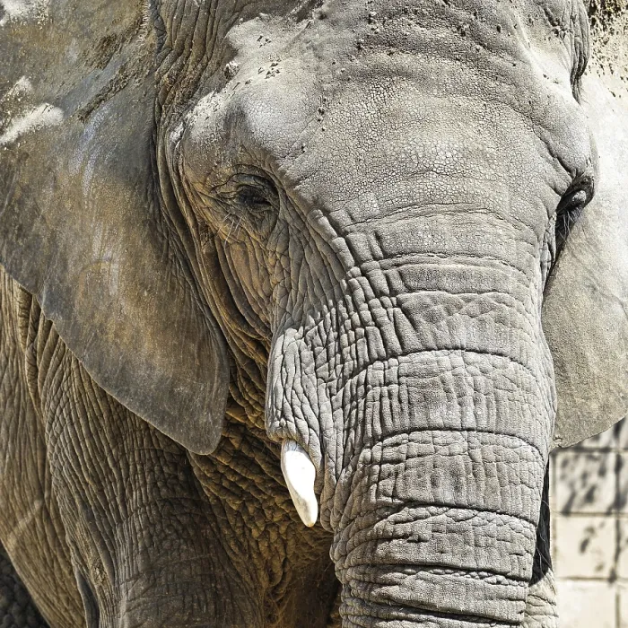 Framed Print : Portr Portr Print from imageBROKER Framed Print : Portr Portr Print from imageBROKER