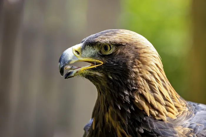 Framed Print : Golden Eagle Print at a German Falconry Centre Framed Print : Golden Eagle Print at a German Falconry Centre
