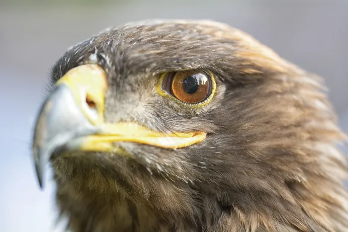 Framed Print : Portrait of an Eagle Print