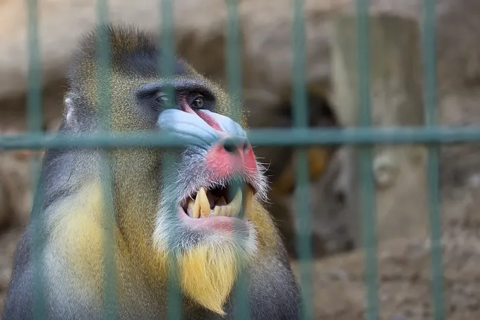Framed Print : Mandrill Monkey Print in Captivity Framed Print : Mandrill Monkey Print in Captivity