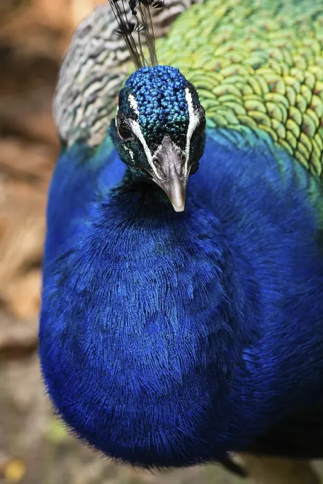 Framed Print : Peacock Print Framed Print : Peacock Print