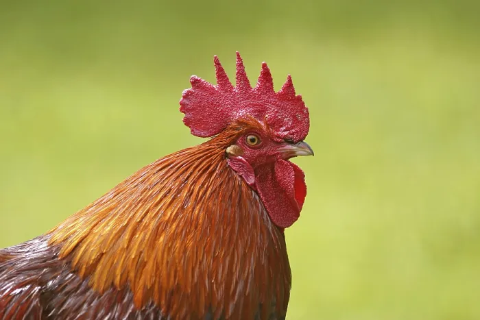Framed Print : Print of a Rooster Framed Print : Print of a Rooster