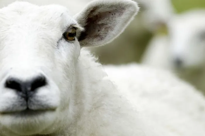 Framed Print : Portrait of a Sheep Print Framed Print : Portrait of a Sheep Print