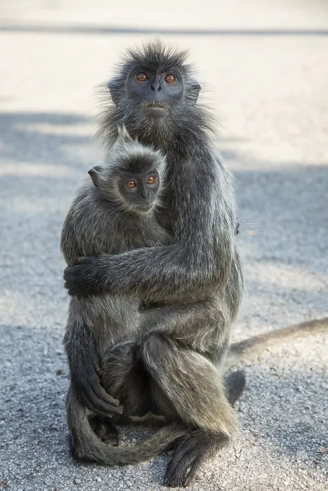 Framed Print : Portrait of Tufted gray langur Semnopithecus priam Print Framed Print : Portrait of Tufted gray langur Semnopithecus priam Print