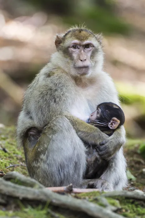 Framed Print : Barbary Macaque Female with Baby, Print