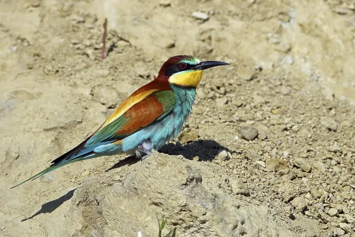 Framed Print : Bee-eater, Merops apiaster Print Framed Print : Bee-eater, Merops apiaster Print