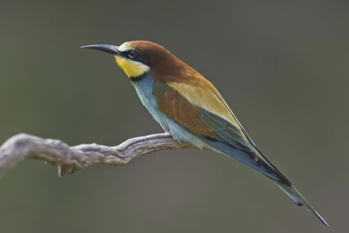Framed Print : Bee-eater (Merops apiaster) Print Framed Print : Bee-eater (Merops apiaster) Print