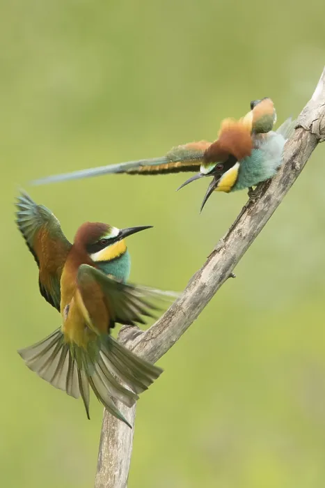 Framed Print : Bee-eater (Merops apiaster) Print Framed Print : Bee-eater (Merops apiaster) Print