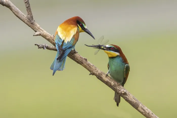 Framed Print : Bee-eater (Merops apiaster) Print Framed Print : Bee-eater (Merops apiaster) Print