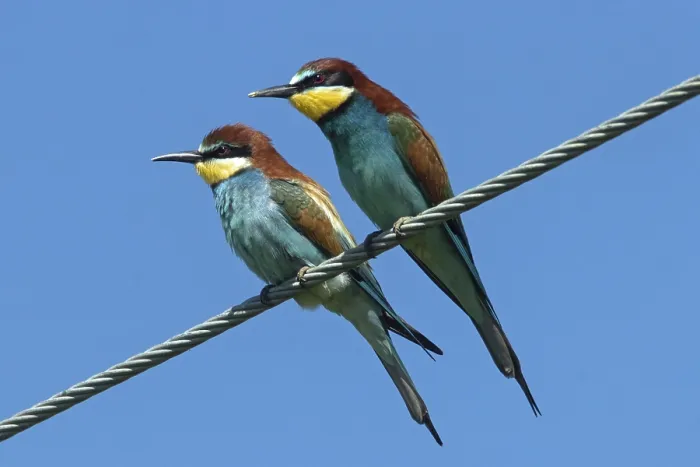 Framed Print : Bee-eater (Merops apiaster) Print Framed Print : Bee-eater (Merops apiaster) Print