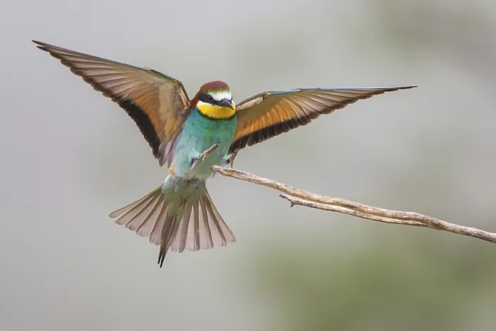 Framed Print : Bee-eater (Merops apiaster) Print Framed Print : Bee-eater (Merops apiaster) Print
