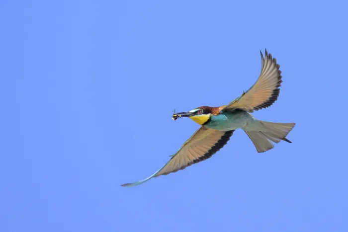 Framed Print : Bee-eater (Merops apiaster) in Flight Print Framed Print : Bee-eater (Merops apiaster) in Flight Print