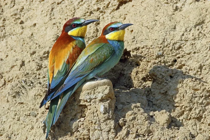 Framed Print : Bee-eater, Merops apiaster, pair Print Framed Print : Bee-eater, Merops apiaster, pair Print