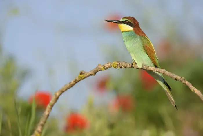 Framed Print : Bee-eater (Merops apiaster) Print, Kiskunsag National Park, Hungary Framed Print : Bee-eater (Merops apiaster) Print, Kiskunsag National Park, Hungary