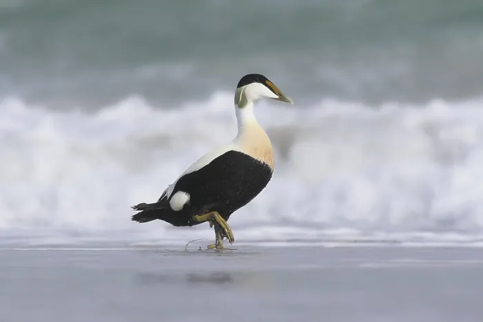 Framed Print : Common Eider Print - ImageBROKER