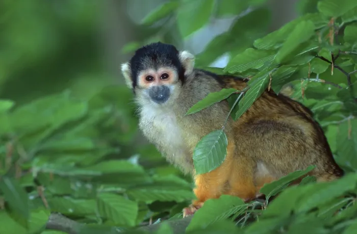 Framed Print : Common Squirrel Monkey Print (Saimiri sciureus) Framed Print : Common Squirrel Monkey Print (Saimiri sciureus)