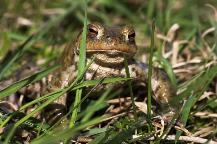 Framed Print : Common toad (Bufo bufo) in grass print, Switzerland Framed Print : Common toad (Bufo bufo) in grass print, Switzerland