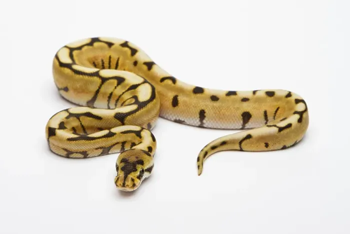 Framed Print : Desert Spider Ball Python Print Framed Print : Desert Spider Ball Python Print