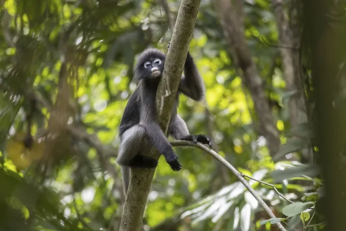 Framed Print : Dusky Leaf Monkey Print, Kaeng Krachan National Park, Thailand Framed Print : Dusky Leaf Monkey Print, Kaeng Krachan National Park, Thailand
