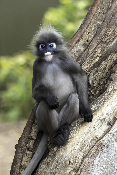 Framed Print : Dusky Leaf Monkey Print (Trachypithecus obscurus) Framed Print : Dusky Leaf Monkey Print (Trachypithecus obscurus)