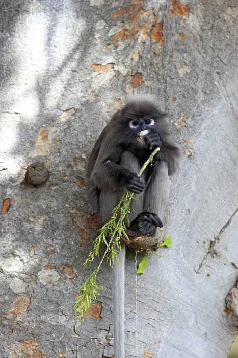 Framed Print : Dusky Leaf Monkey Print (Trachypithecus obscurus) Framed Print : Dusky Leaf Monkey Print (Trachypithecus obscurus)