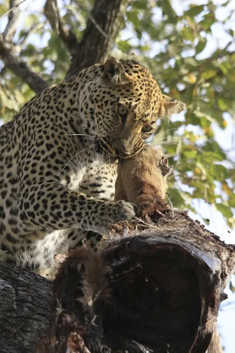 Framed Print : Leopard Eats Impala in a Tree Print Framed Print : Leopard Eats Impala in a Tree Print