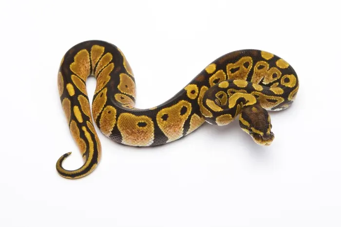Framed Print : Royal Python Print, Female Framed Print : Royal Python Print, Female