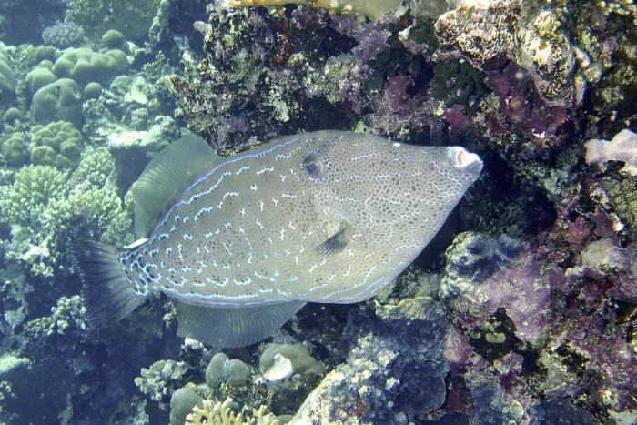 Framed Print : Script Filefish (Aluterus scriptus) Print Framed Print : Script Filefish (Aluterus scriptus) Print