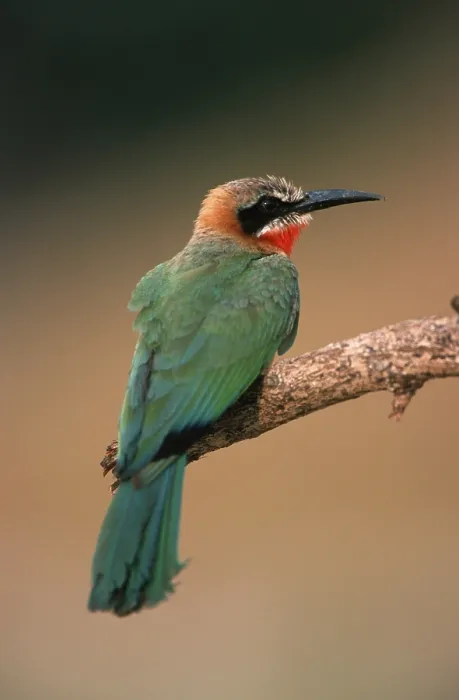 Framed Print : White-fronted Bee-eater Print, Okavango, Botswana Framed Print : White-fronted Bee-eater Print, Okavango, Botswana