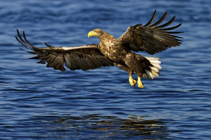 Framed Print : White-tailed Eagle Print Framed Print : White-tailed Eagle Print
