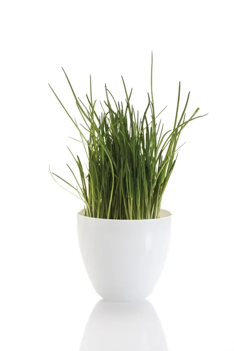 Framed Print : Pot of Chives Print Framed Print : Pot of Chives Print