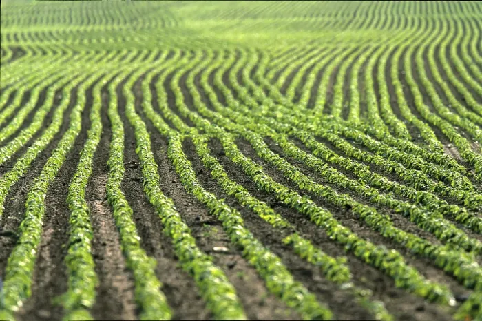 Framed Print : Potato Field Print Framed Print : Potato Field Print