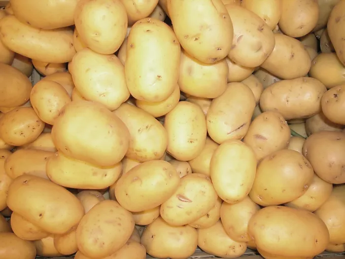 Framed Print : Potatoes Print by imageBROKER Framed Print : Potatoes Print by imageBROKER