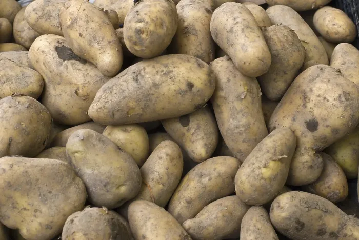 Framed Print : Potatoes Print by imageBROKER Framed Print : Potatoes Print by imageBROKER