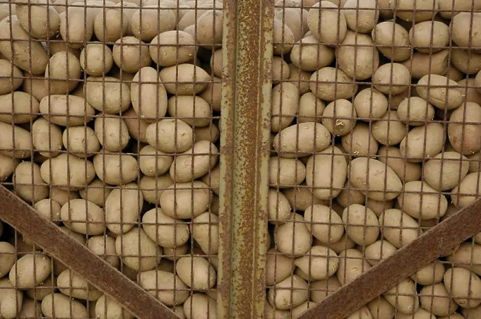 Framed Print : Potato Print from ImageBROKER Framed Print : Potato Print from ImageBROKER