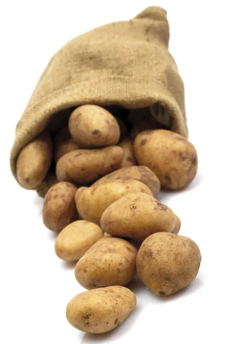 Framed Print : Potatoes Rolling Out of a Linen Sack Print Framed Print : Potatoes Rolling Out of a Linen Sack Print