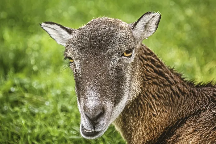 Framed Print : Obermaiselstein Sheep Print, Germany Framed Print : Obermaiselstein Sheep Print, Germany