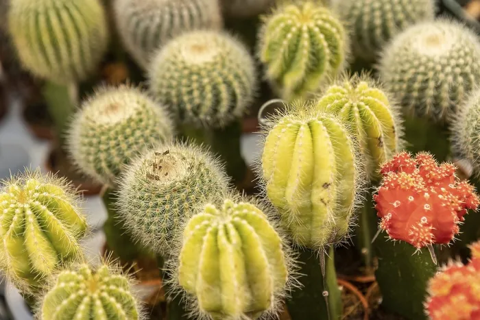 Framed Print : Many Potted Cacti in the Shop - Print Framed Print : Many Potted Cacti in the Shop - Print